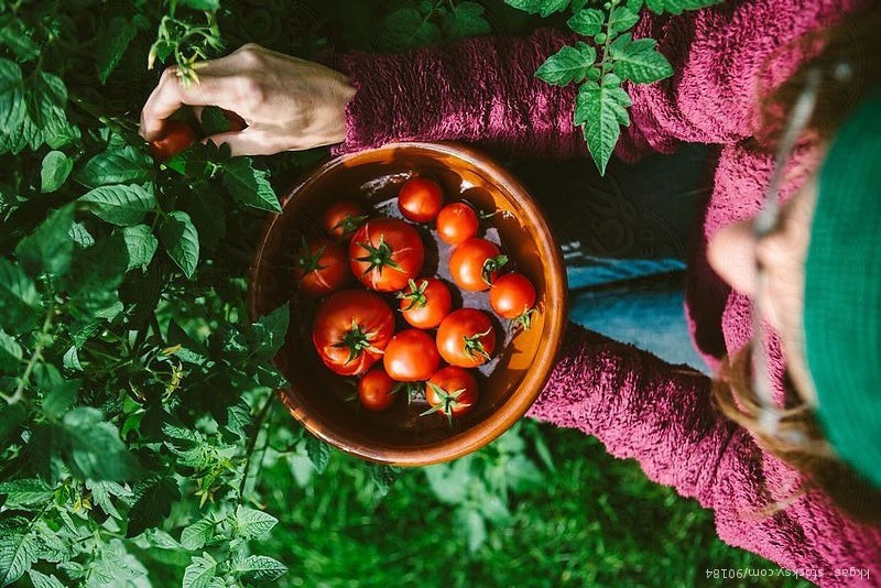 What is Soil Food? A Beginner's Guide to Feeding Your Soil (Not Your Plants)