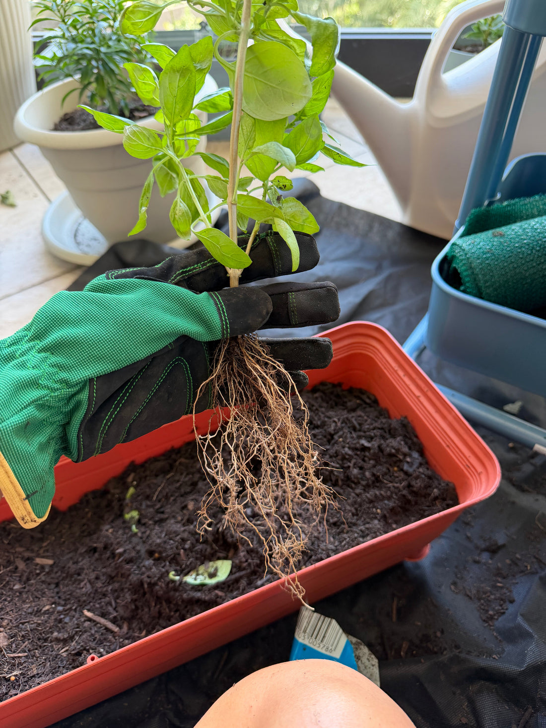 The 5-Minute Soil Test: A Quick Check Every Gardener Can Do (No Kit Required)
