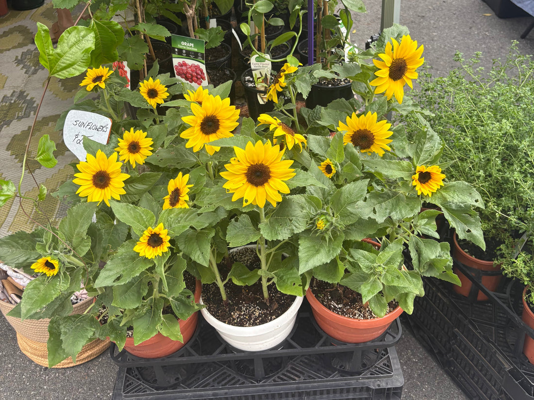 3 Reasons You Should Switch to Organic Fertlisers