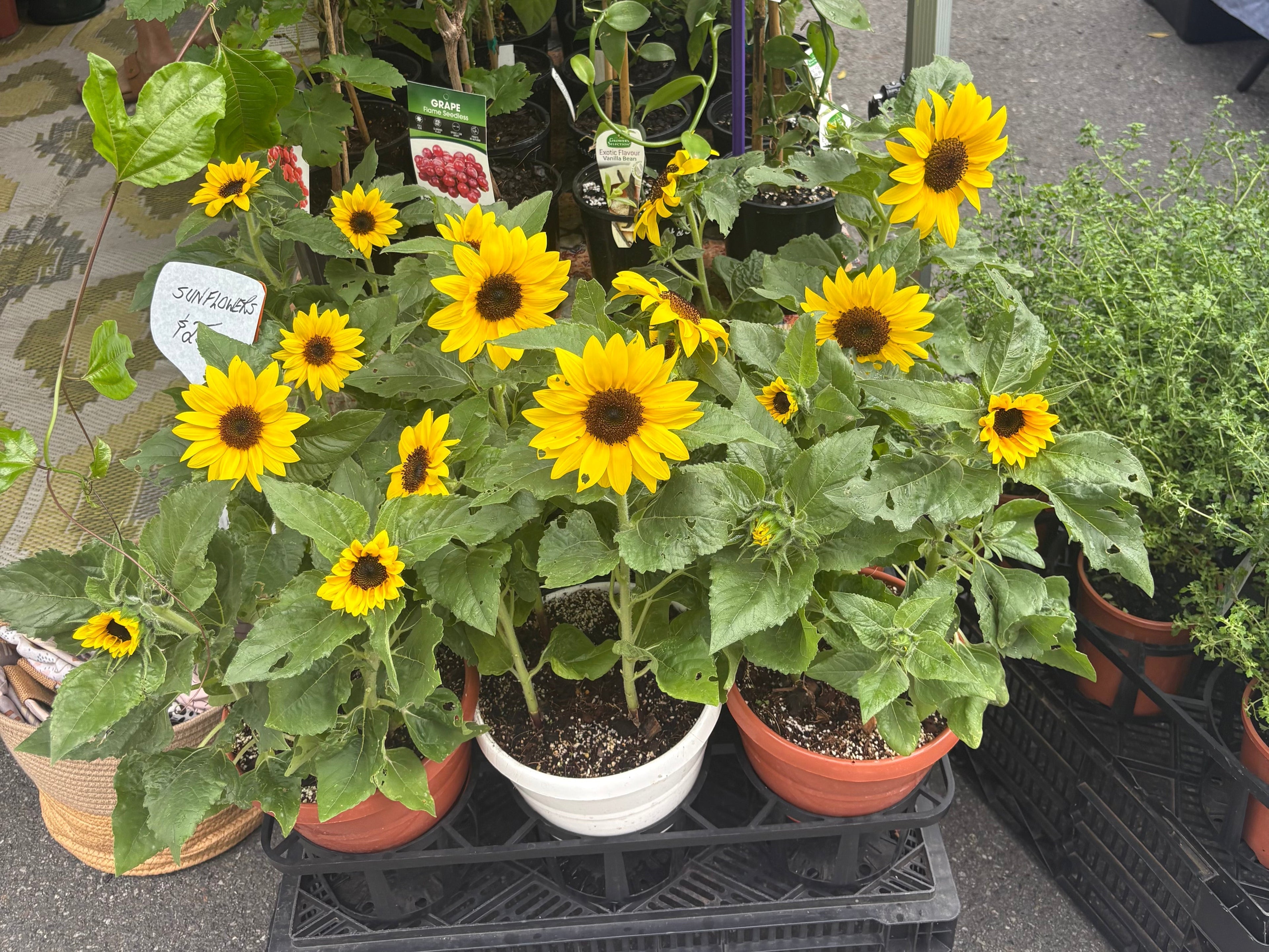 3 Reasons You Should Switch to Organic Fertlisers