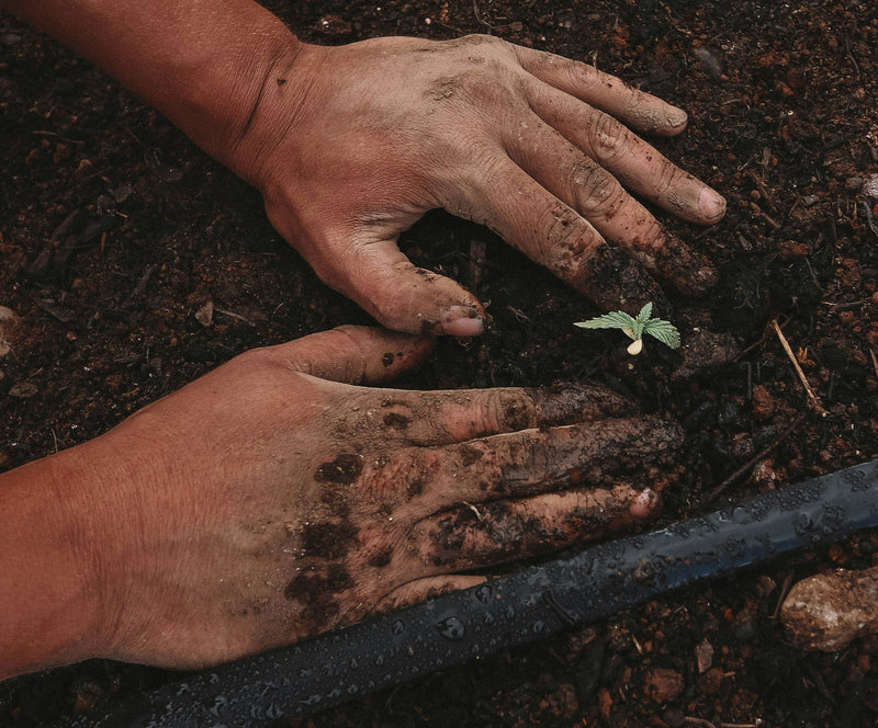 Soil Conditioner vs. Fertiliser: Which Do You Actually Need?