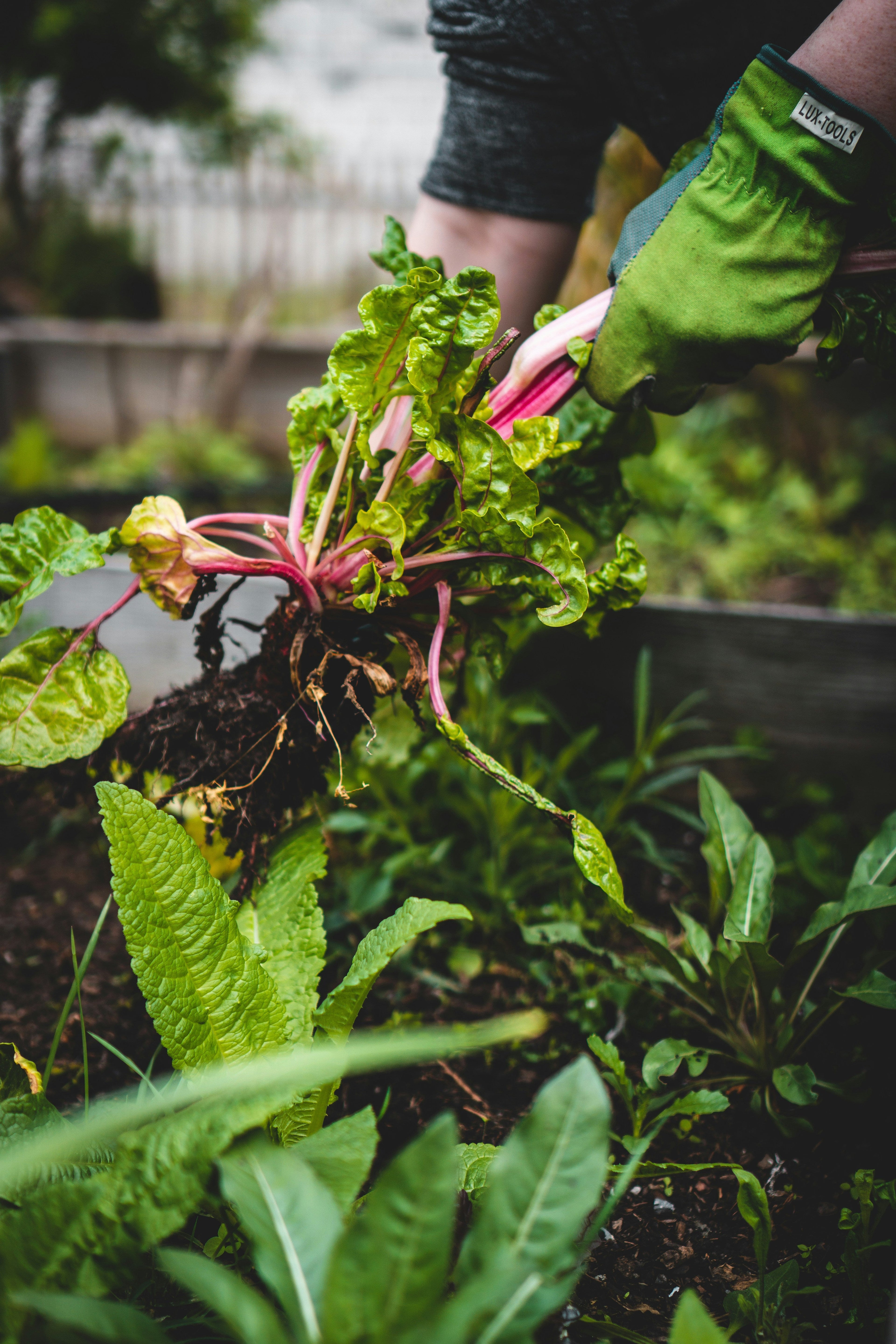 beetroot organic soil gardener