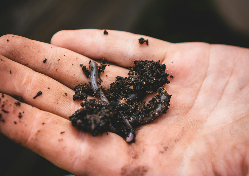 What Are Worm Castings? A Beginner's Guide for Aussie Gardens