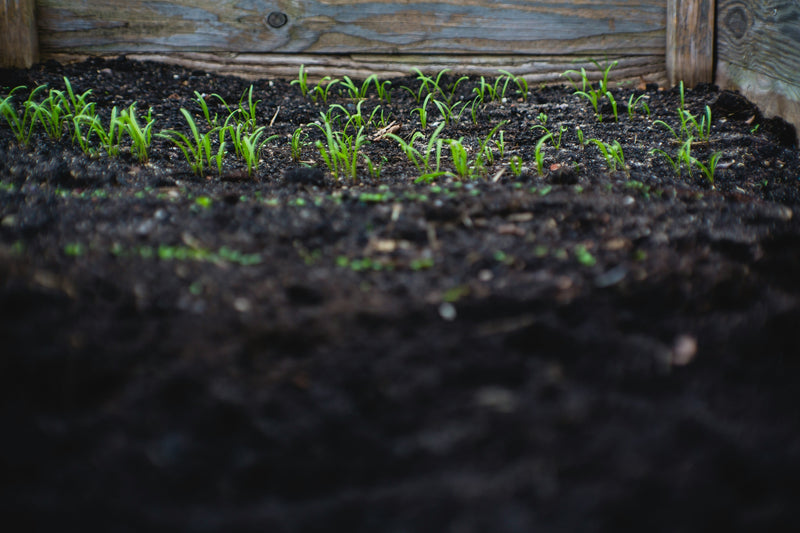 How to Use Worm Castings in Your Australian Garden