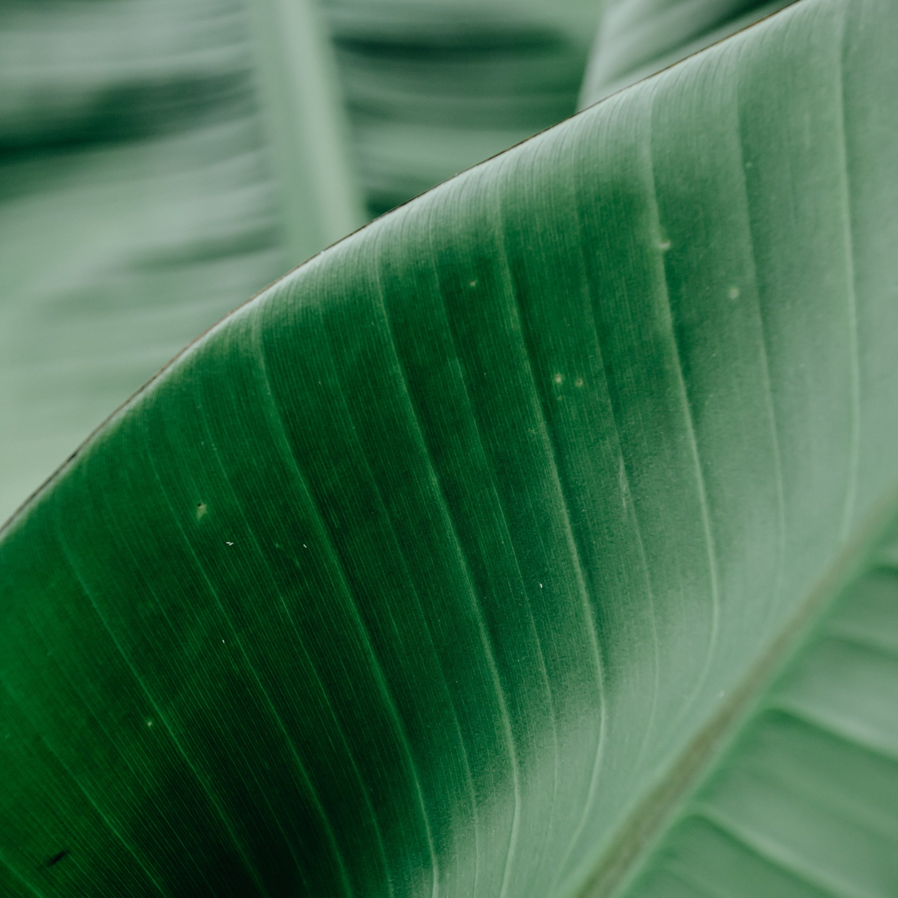 Close-up of a green leaf with detailed texture
