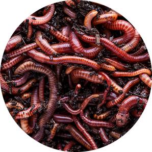 Nitrogen-Fixing Bacteria