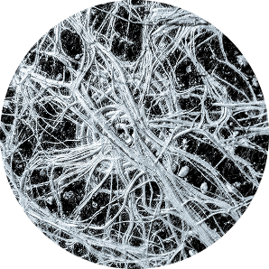 Mycorrhizal Fungi